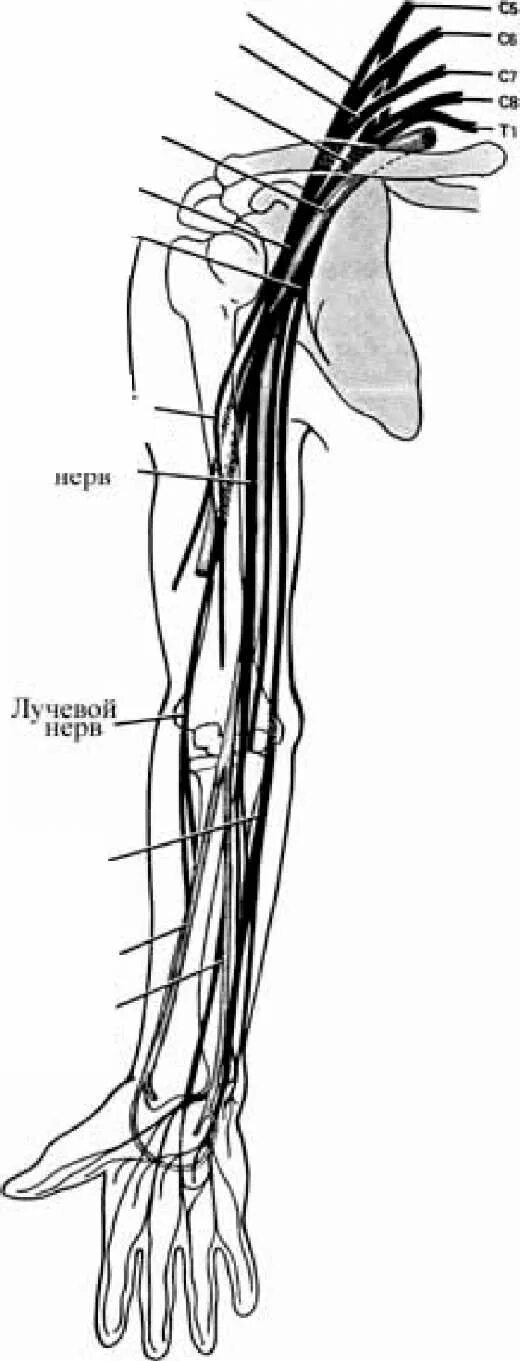 Плечевое сплетение локтевой нерв. Локтевой нерв анатомия схема. Локтевой нерв анатомия иннервация. Срединный нерв плечевого сплетения.