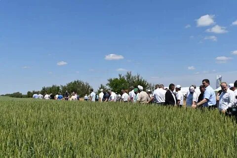 Родные поля новости последние