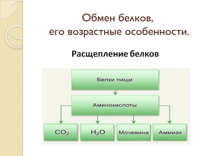 Продукты распада белка. Обмен белков схема. Возрастные особенности обмена белков. Продукты расщепления белков. Схема белкового обмена.