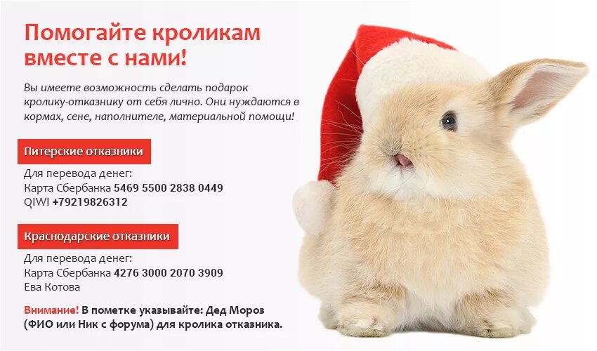 Кролик с подарком. Кролик подарок на новый год. Подарочный кролик на новый год. Кролик дарит подарки. Женщины рожденные в год кролика