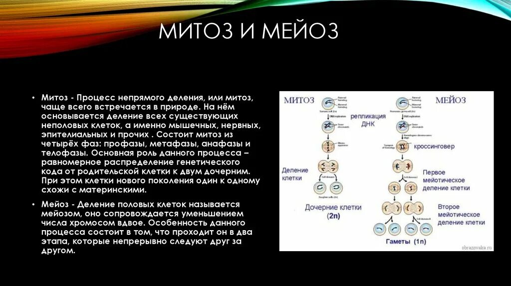 Мейозом делятся споры