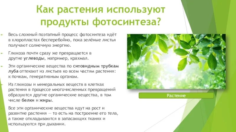 Продукты фотосинтеза. Продукты фотосинтеза в растении. Закономерность процесса фотосинтеза. Как идет сложный процесс фотосинтеза. При фотосинтезе растениями используется