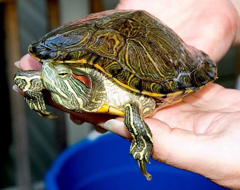 Сколько лет живут красноухие. Красноухая черепаха. Красноухая водяная черепаха. Красноухачерепахи. Красноухая черепаха домашняя.