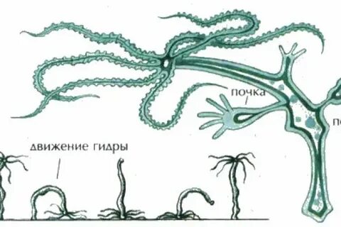 Движение гидры пресноводной