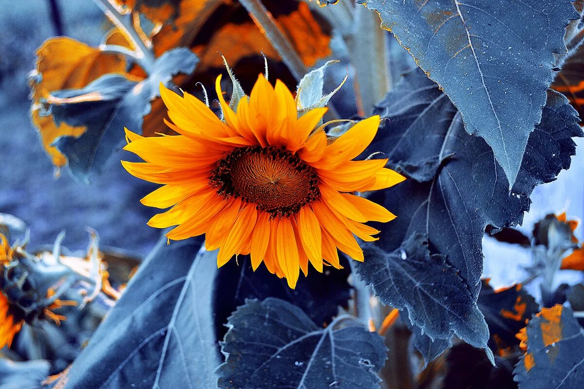 Подсолнечник под снегом. Опущенный подсолнух. Подсолнечник зимой. Подсолнухи зимой. Подсолнухи зимой.