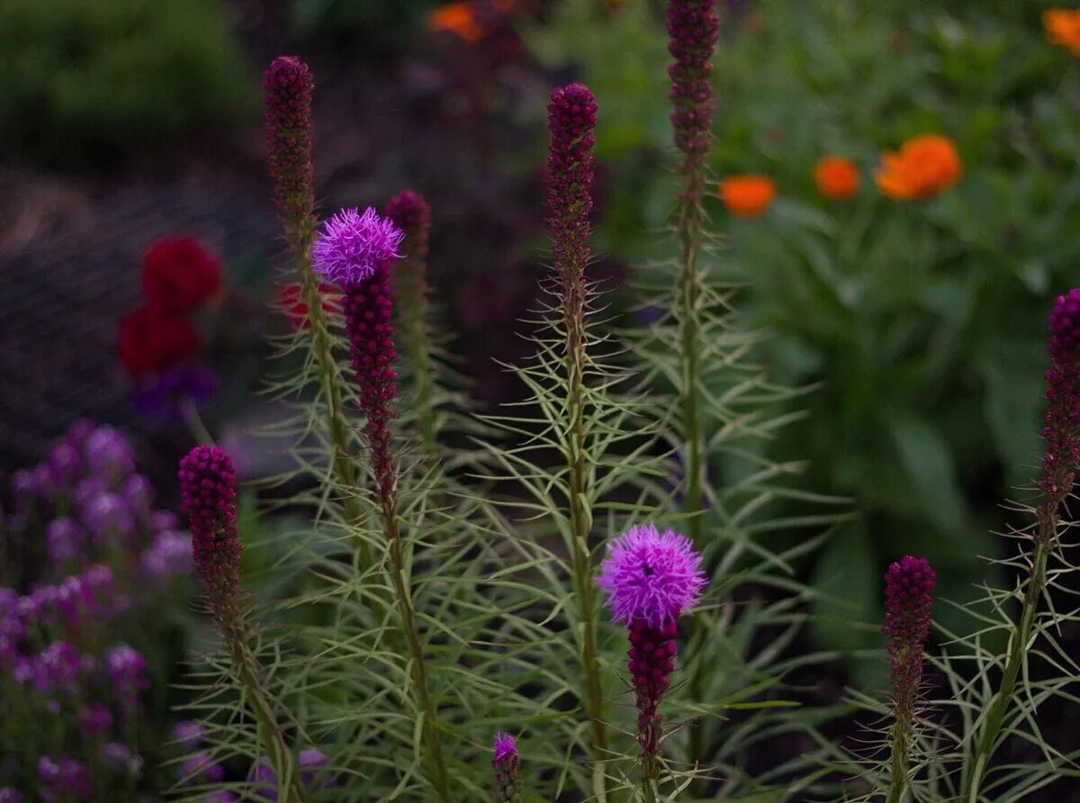 Лиатрис колосковый чарли. Лиатрис спиката spicata. Лиатрис гайфитер. Лиатрис гайфитер. Лиатрис цветок многолетник.