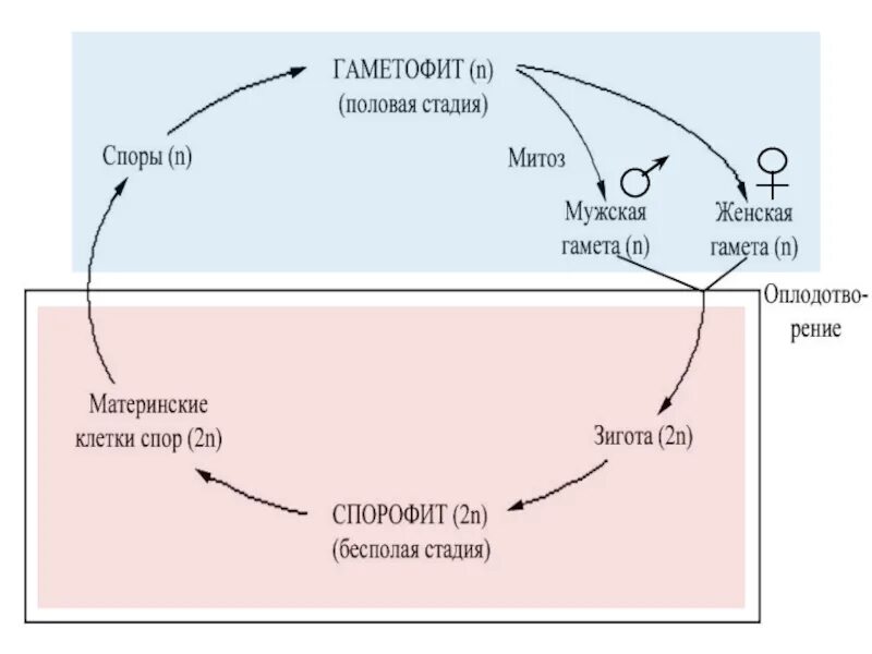 Жизненный цикл растений чередование поколений. Схема чередования поколений у растений. Смена поколений у растений схема. Цикл развития спорофита и гаметофита.