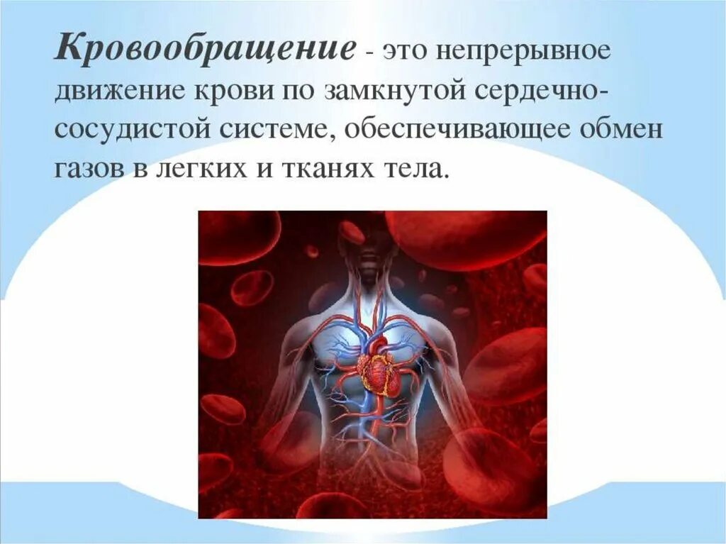 Сердечная деятельность кровообращение. Система кровообращения. Строение кровообращения. Кровеносная система человека сердце. Сердечно сосудистая система круги кровообращения.