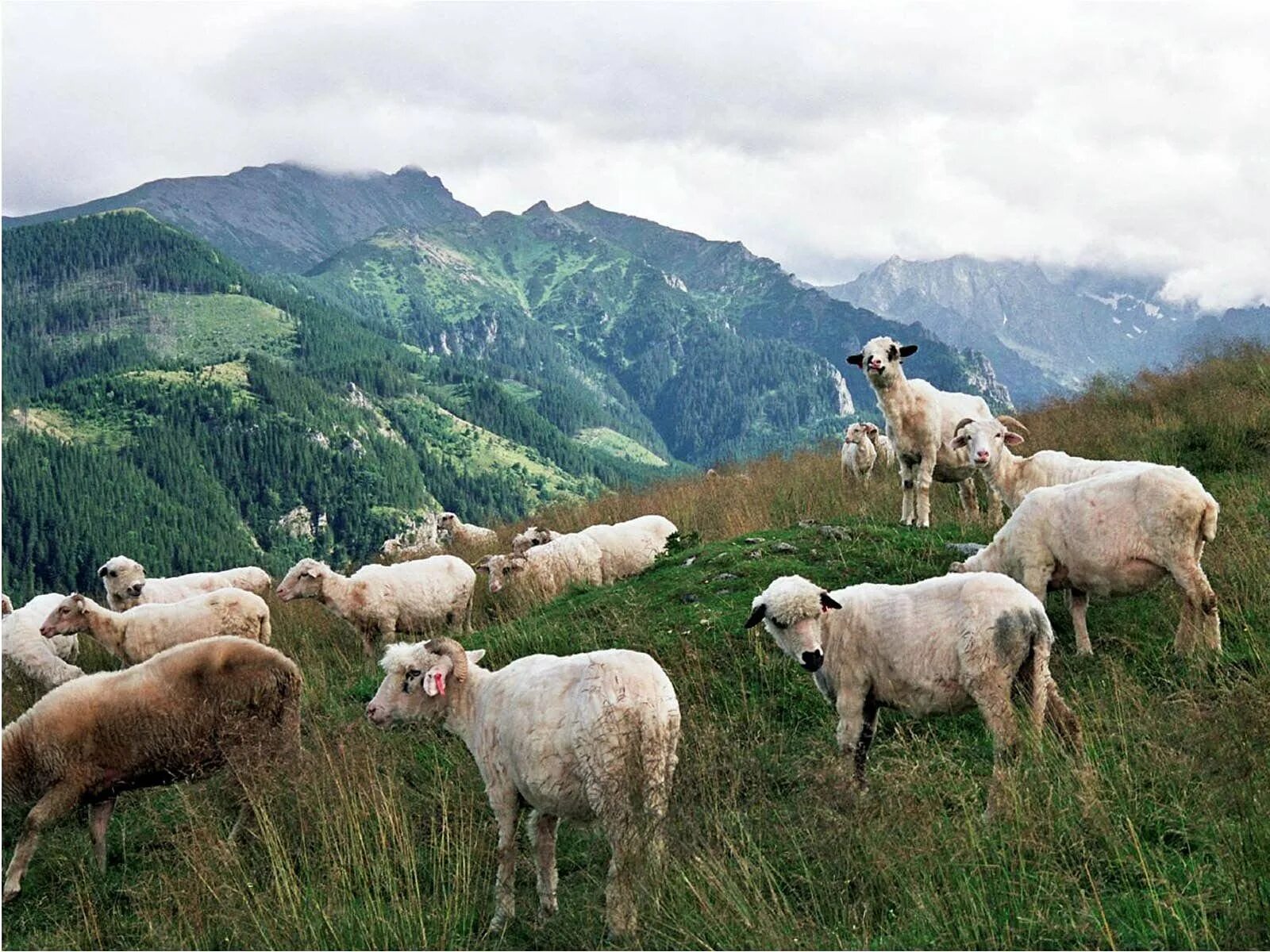 Пасет город. Горное овцеводство Алтай. Овцеводство в Грузии. Пастбище в горах. Овцы в горах.