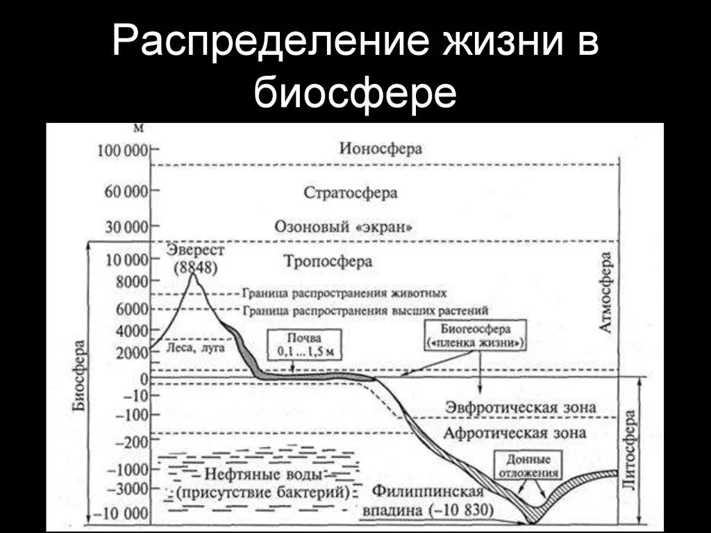 Распределение жизни в биосфере Вернадский. Распределение живых организмов в биосфере схема. Плотность биосферы земли. Распространение жизни в биосфере.