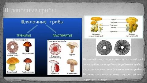 Грибы две группы