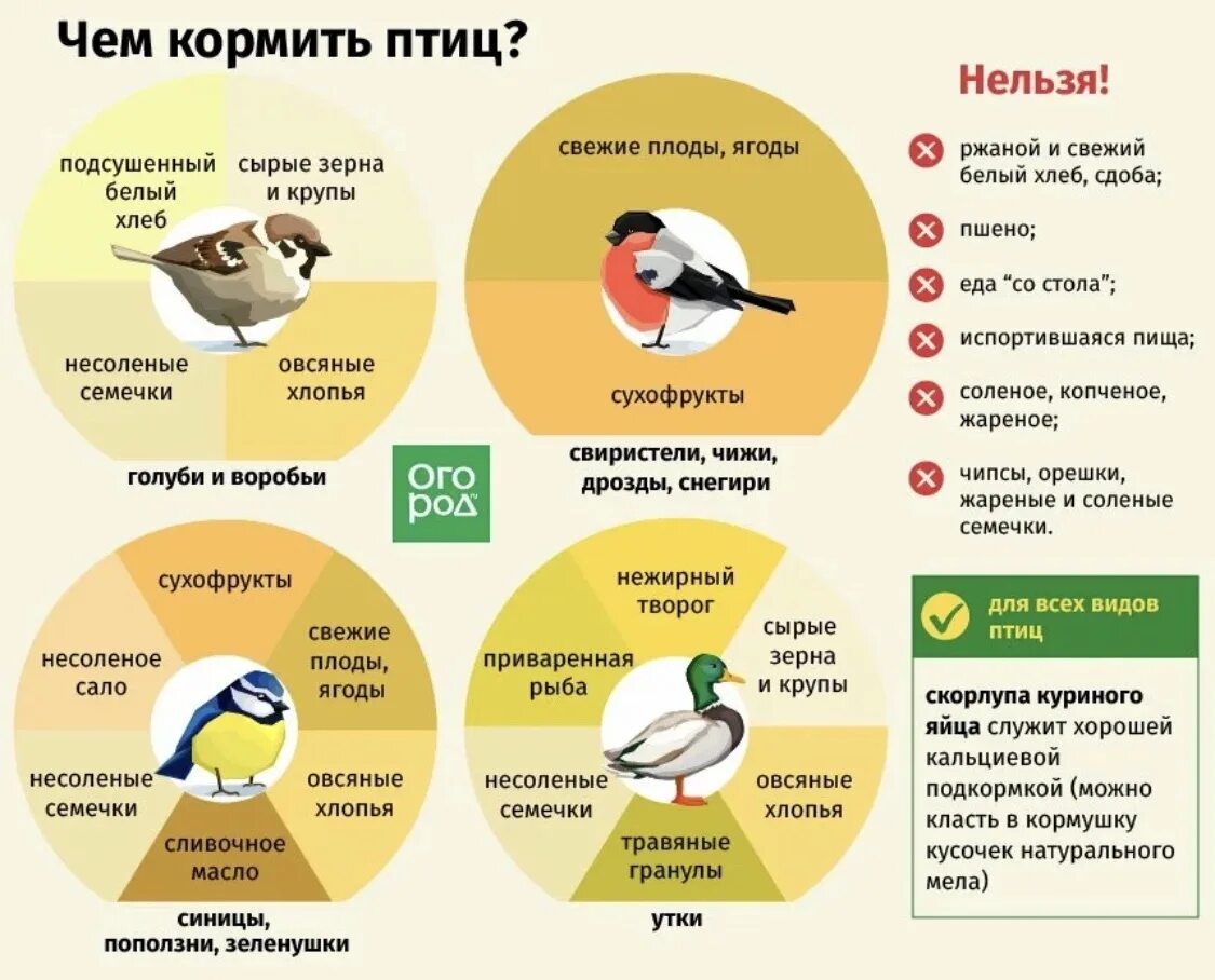 Чем кормить птиц зимой. Кормление зимующих птиц. Чем кормить зимующих птиц. Чем нельзя кормить птиц зимой. Значение птицы в питании