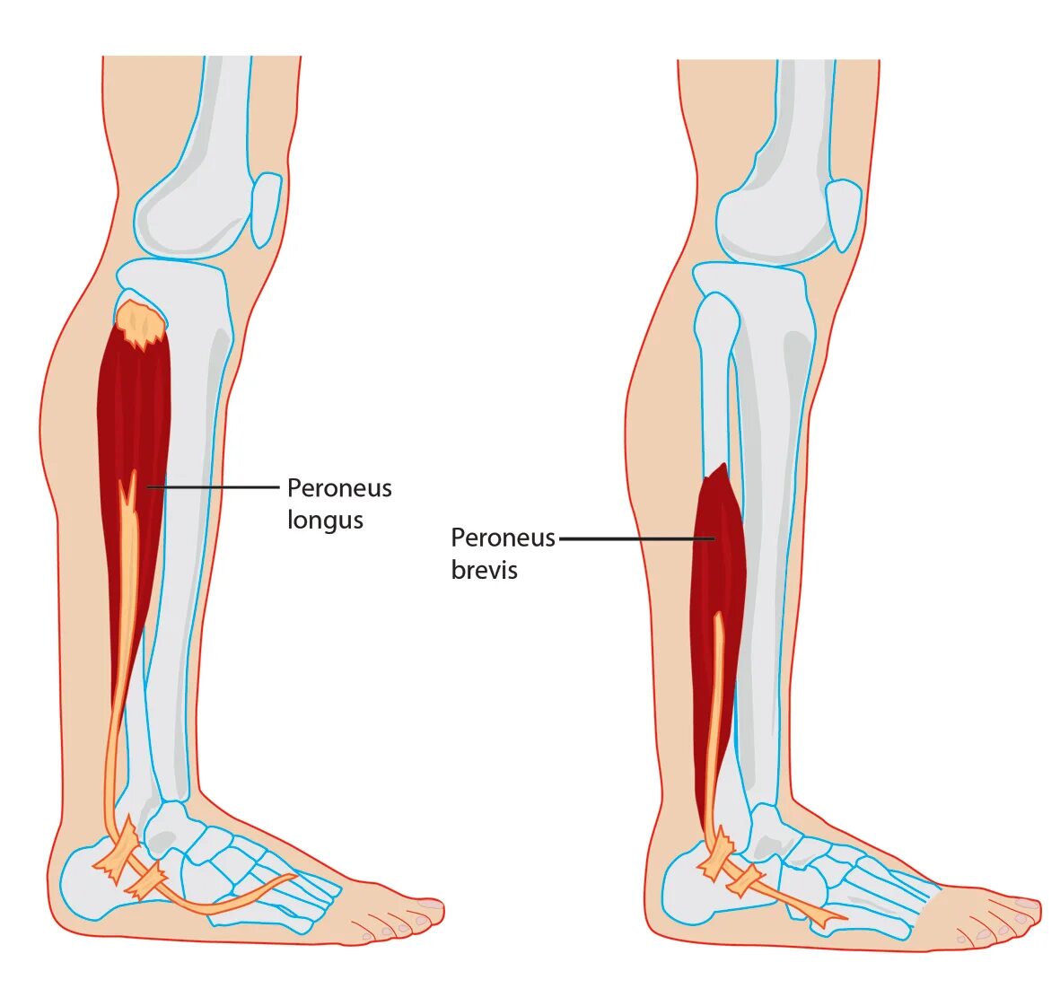 Ноют икры ног причины. Peroneus Brevis мышца. Peroneus Longus and Brevis. Peroneus Tertius. Peroneus Brevis стопа.