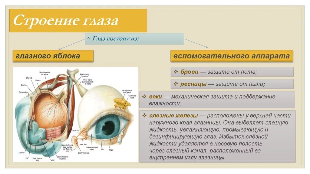 Орган зрения глазное яблоко вспомогательный аппарат анатомия. Зрительный анализатор строение глаза таблица. Орган зрения вспомогательный аппарат глазное яблоко схема. Функции вспомогательных структур глаза.