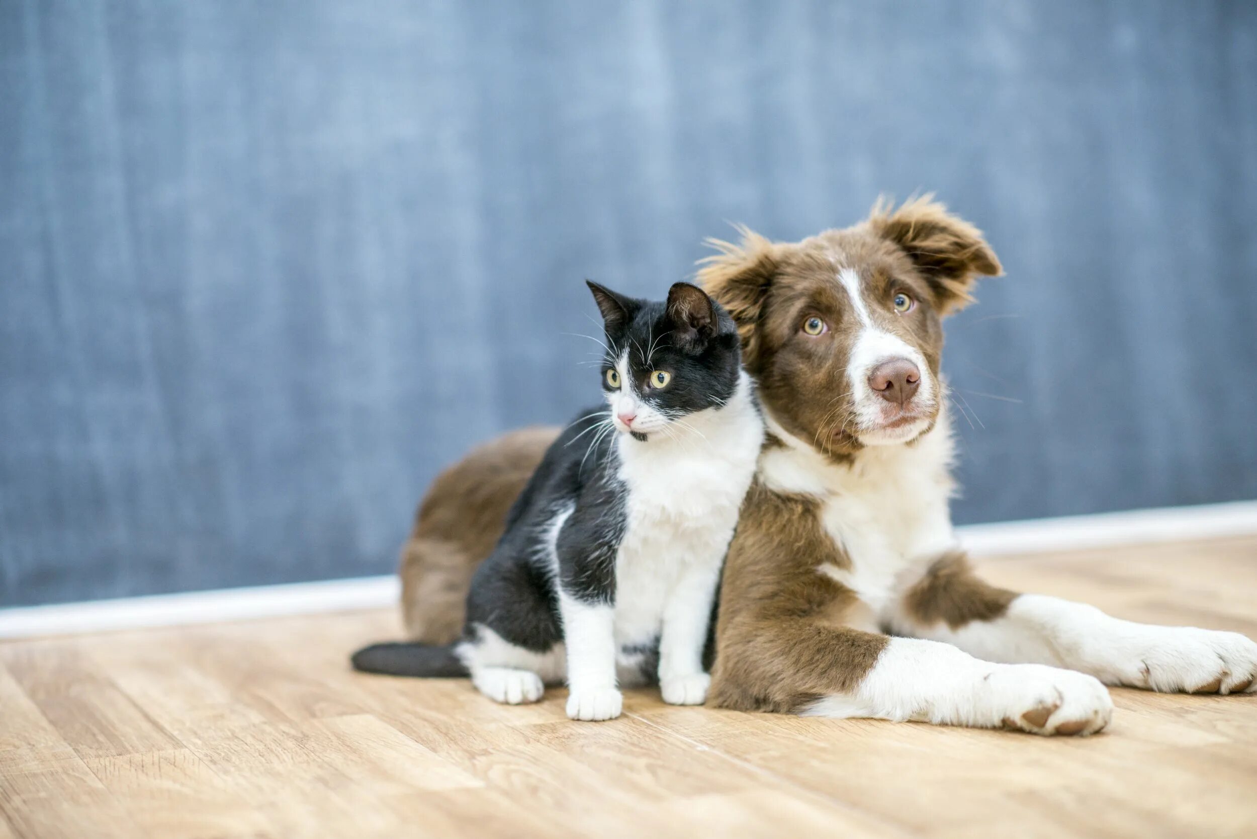 Dog and cat playing. Бордер-колли. Кошки и собаки. Собака и кошка вместе. Фото кошек и собак.