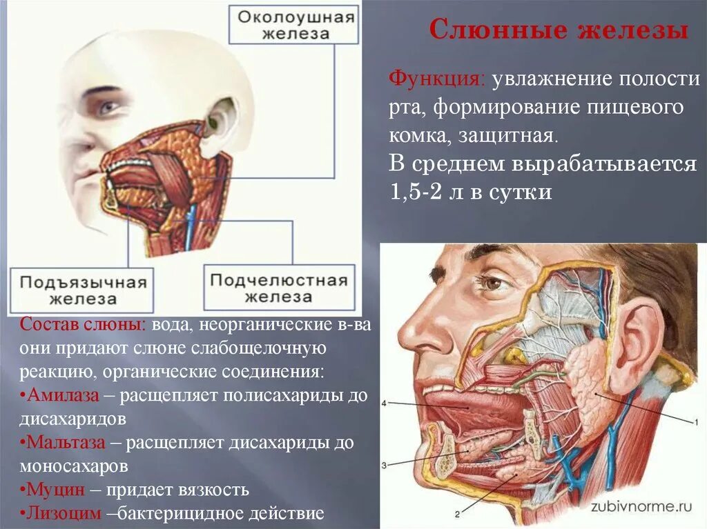 Околоушная слюна