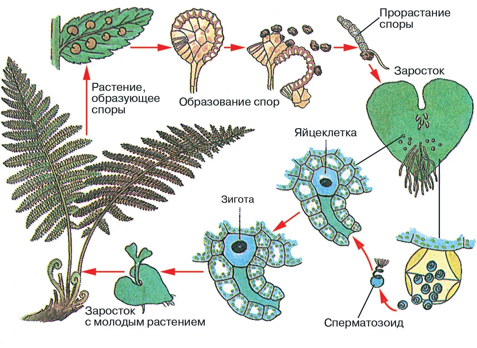 Жизненный процесс папоротника