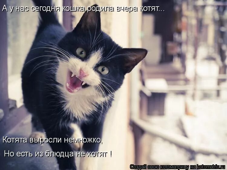 Котята выросли немножко а есть. Котята выросли немножко. какая ты сегодня кошка. котята выросли немножко а есть из блюдца не хотят. а у нас сегодня кошка.