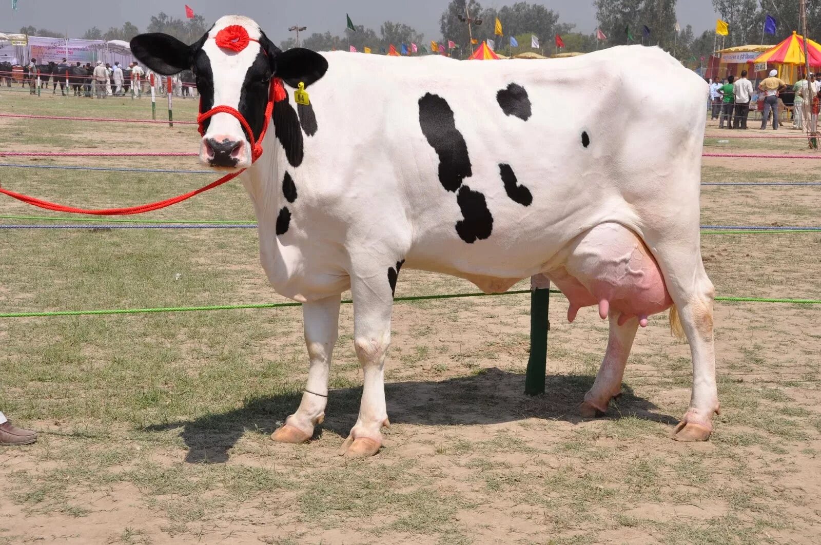 Now cow. Holstein breed of cows. holstein friesian cow. труба cow. cows &amp; cows &amp; cows.