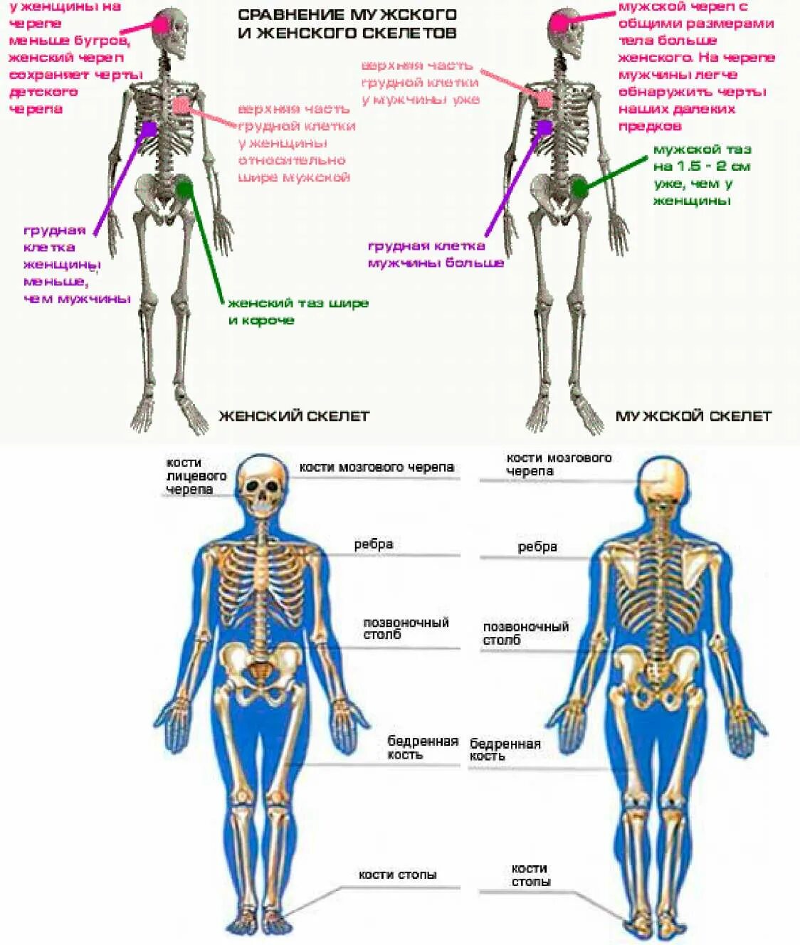 Женский и мужской скелет. Скелет мужчины и женщины. Мужской скелет. Отличие мужского и женского скелета. Мужской и женский скелет