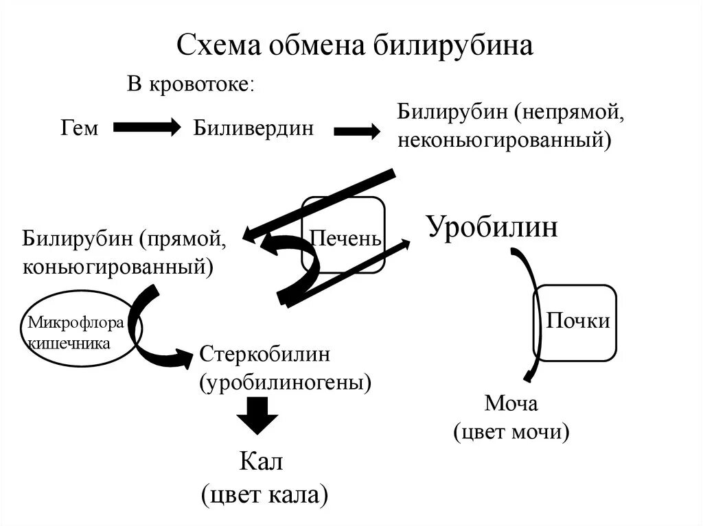 Спасис обмена. Схема обмена билирубина в организме биохимия. Схема образования желчных пигментов. Схема образования желчных пигментов биохимия. Метаболизм билирубина схема.