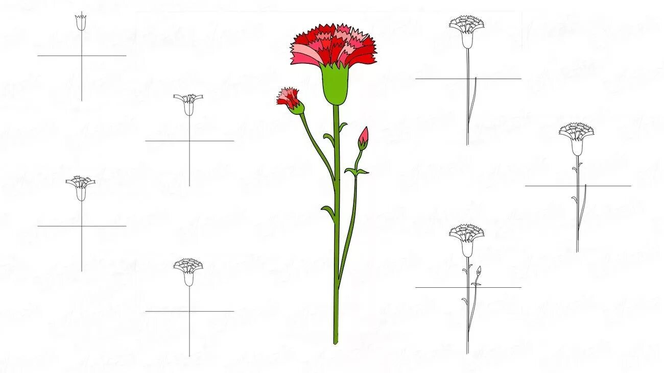 Гвоздики поэтапно. Поэтапное рисование гвоздики. Гвоздики рисунок карандашом. Нарисовать гвоздику поэтапно. Поэтапное рисование гвоздики для детей.
