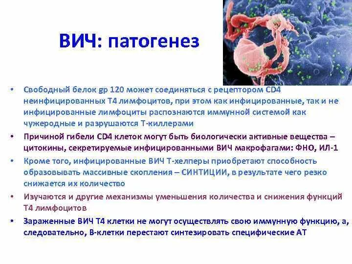 Белки вич. ВИЧ инфекция патанатомия кратко. СПИД патогенез патологическая анатомия. Стадии патогенеза ВИЧ инфекции. Патогенез ВИЧ патанатомия.