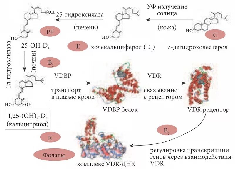 Обмен витаминов биохимия. Схема метаболизма витамина д3. Схема синтеза витамина д в организме человека. Витамин д3 метаболизм в организме. Схема синтеза витамина д3.