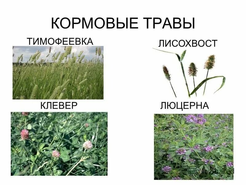 Кормовые травы (Тимофеевка, Клевер, люцерна). Кормовые культуры Тимофеевка Клевер люцерна. Люцерна Клевер и Тимофеевку. Кормовые растения Луга.