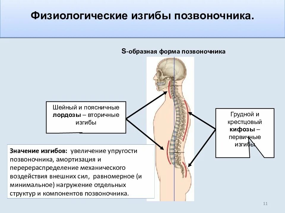 Укажите верно изгибы позвоночника