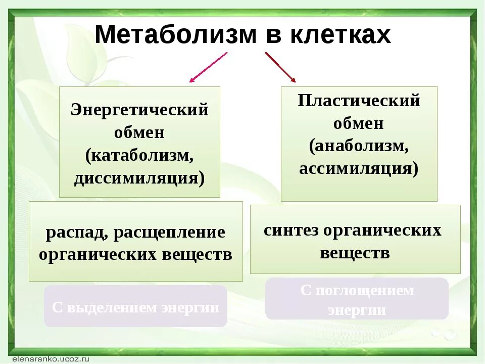 Пластический обмен веществ это процесс. Метаболизм клетки.