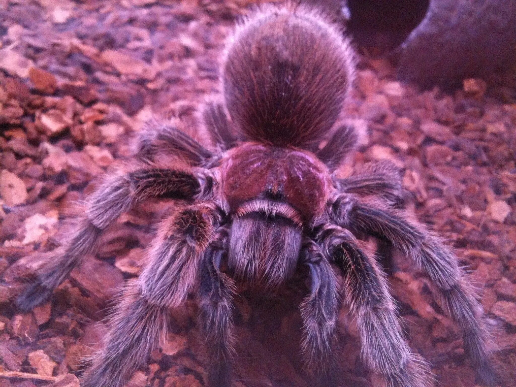 Паукообразные тарантул. Паукообразные тарантул. Паук тарантул. Паук тарантул. Паукообразные тарантул.