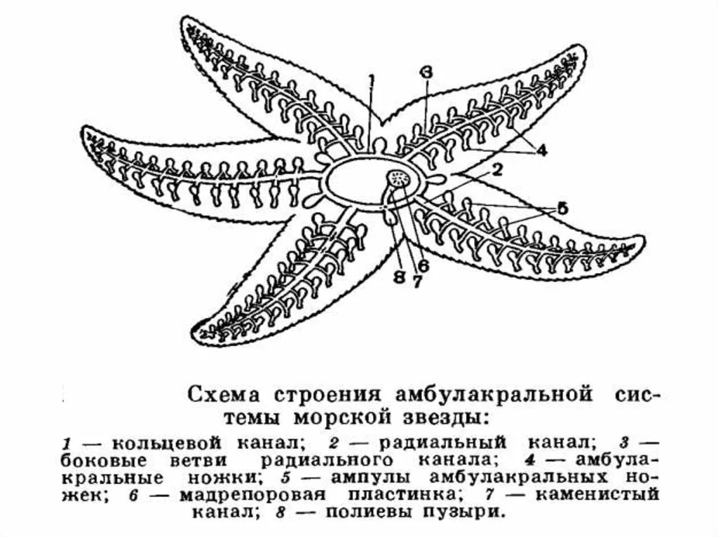 Амбулакральная система морской звезды схема. Строение амбулакральной системы иглокожих. Амбулакральная система иглокожих схема. Строение морской звезды иглокожие. Морские звезды системы