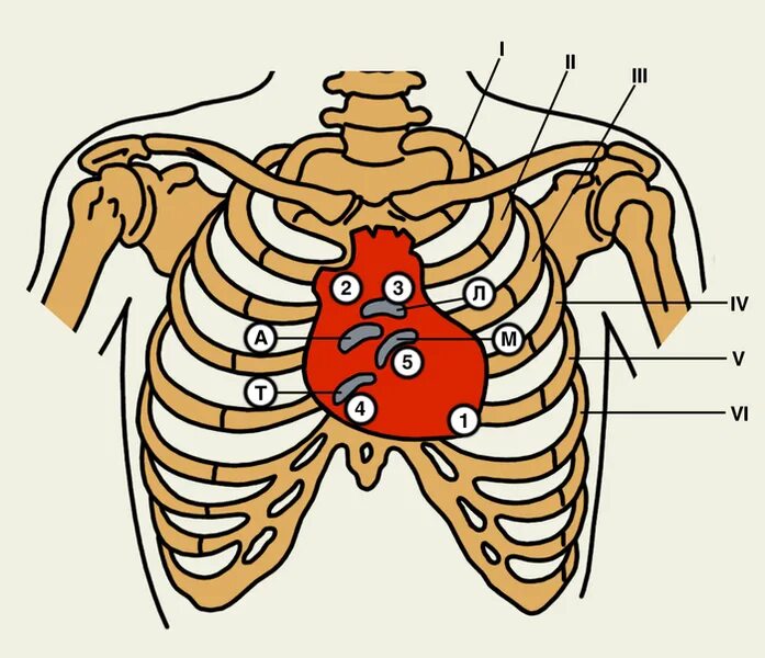 Грудная клетка и места выслушивания клапанов. Места проекции и выслушивания клапанов сердца. Проекции и точки аускультации клапанов сердца. Точки выслушивания клапанов сердца. Клапаны сердца на грудной клетке