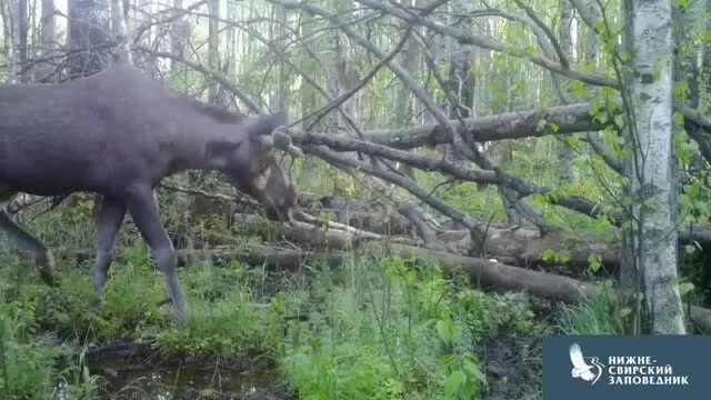 Ленинградским лосям. Лось лосиха лосенок. Рога лося. Лось фото. Лось ЛЕНОБЛАСТЬ.