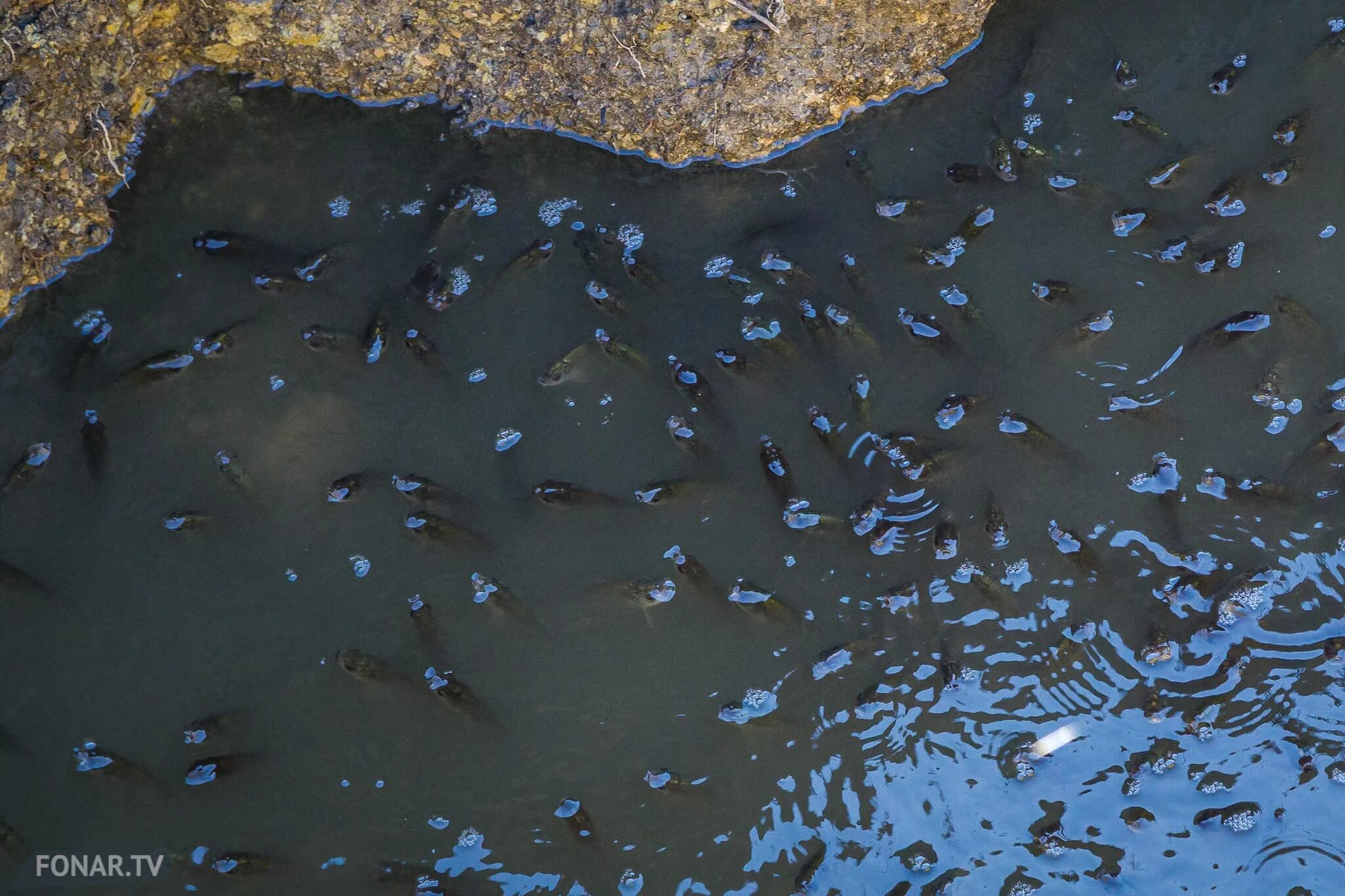 На дне водоема обитает. Вода в водоеме. Рыбки в пруду чёрные. Пруд с прозрачной водой. Черная рыба в пруду.