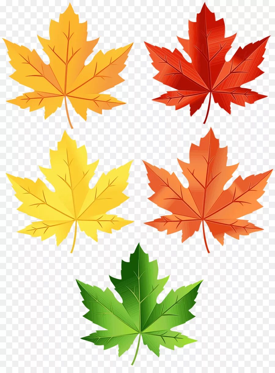 Кленовый лист. Цветной лист. Кленовые листочки. Осенние листочки.