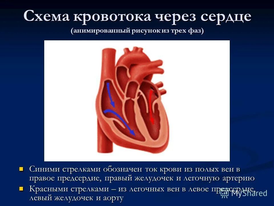 Какие сосуды в левом предсердии. Ток крови в сердце схема. Схема кровотока в сердце. Строение сердца и ток крови. Строение сердца движение крови.