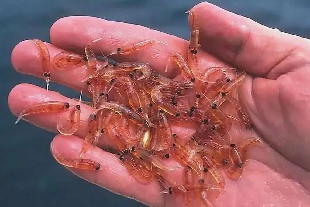 Креветки артемия салина. Ракообразные артемия салина. Дафния остракода. Рачки бокоплавы байкала. Байкал рачок эпишура.