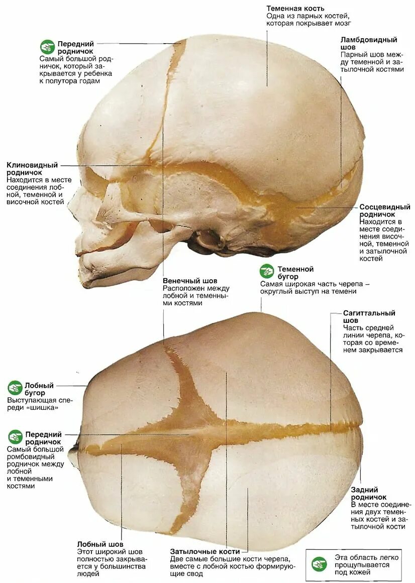 Шов теменных костей. Строение черепа роднички и швы. Соединение костей черепа роднички. Роднички черепа анатомия. Строение костей черепа у грудничка.
