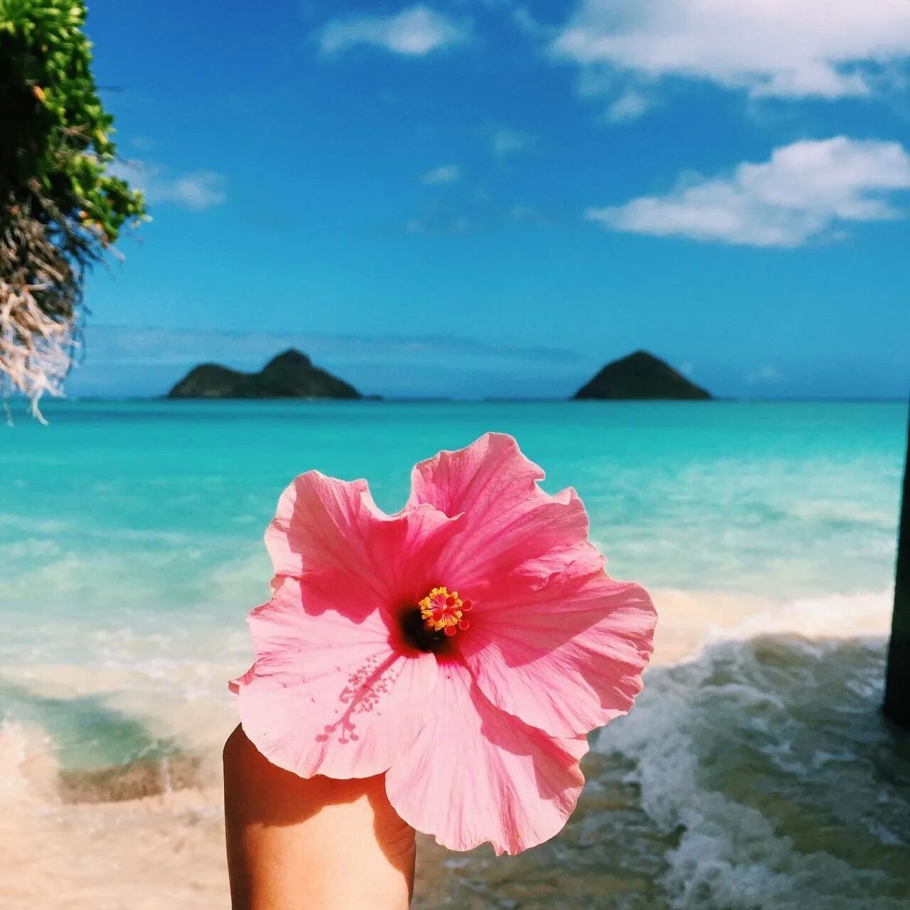 Лето цвет розовый. Цветы и море. Пляж с красивыми цветами. Цветы на фоне моря. Цветочек на фоне моря.
