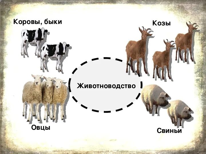 Коровы овцы козы. Корова и овца. Корова и коза. Свиньи овцы и козы. Корова коза овца свинья