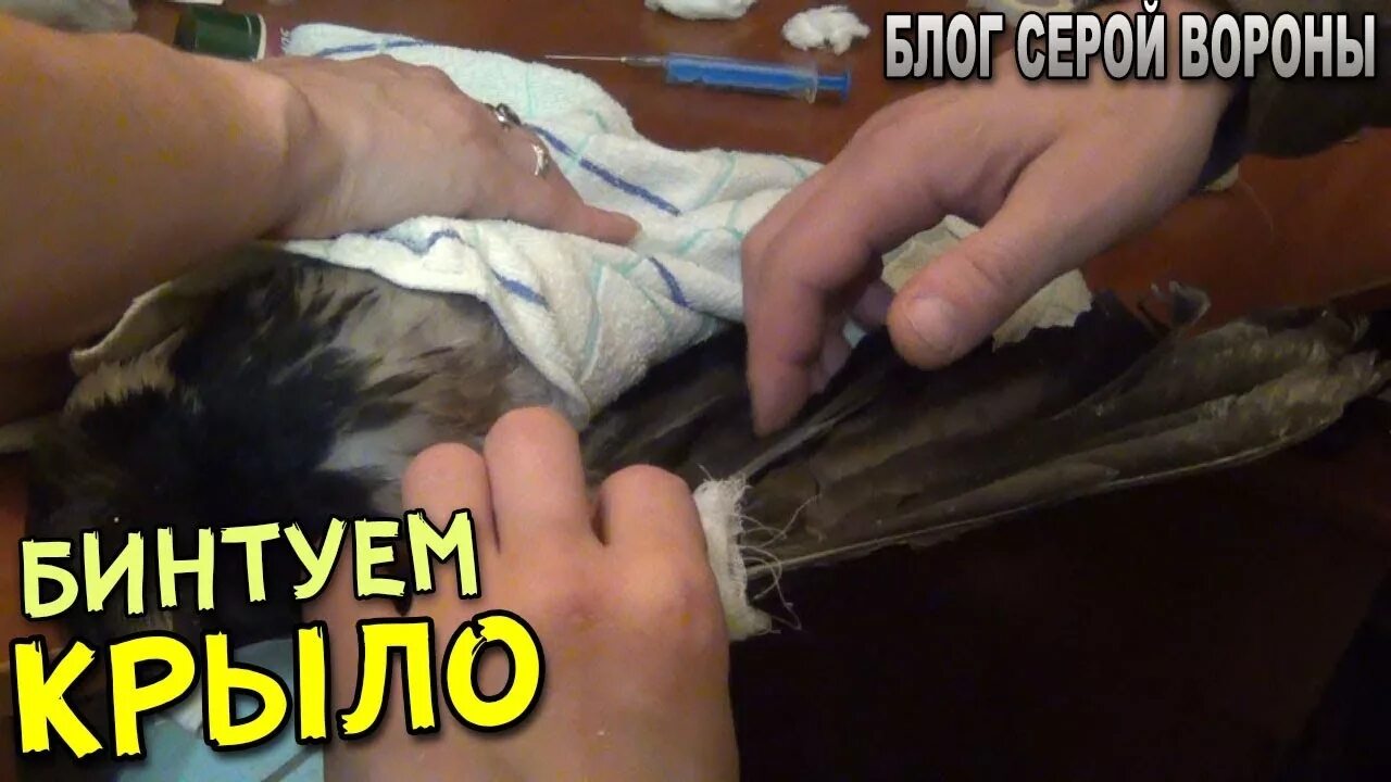 что делать со сломанным крылом