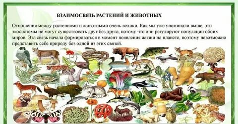 Взаимодействие животных с природой
