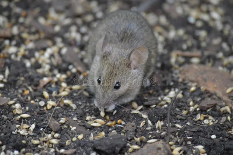 Домовой мышь (mus musculus l. Про серых мышек. Мыши с белым брюхом. Мышь домовая серая. Про серых мышек.