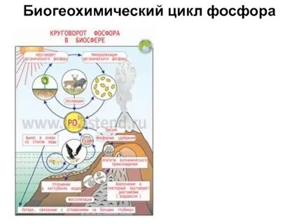 Биогеохимический цикл фосфора схема биология 9 класс