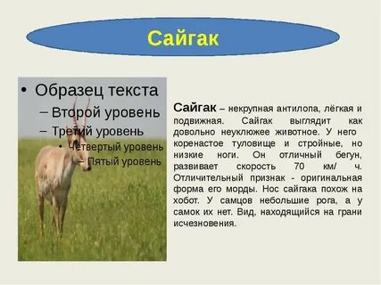 Где обитает сайга
