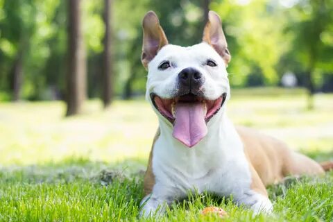 Dog is happy