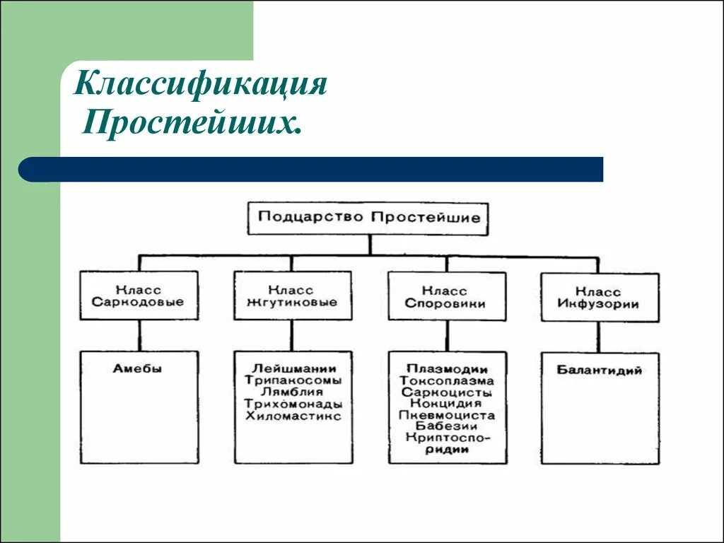 Подцарство простейшие систематика. Классификация простейших схема. Систематика типа простейшие. Классификация простейших 7 класс биология. Основные группы простейших