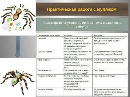 Членистоногие способ добывания пищи